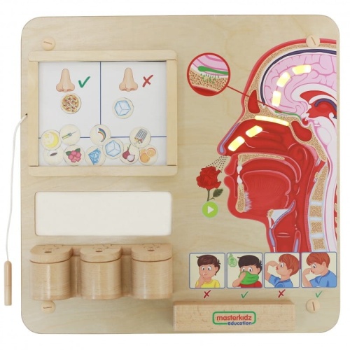 MASTERKIDZ-Tablica-Edukacyjna-Zmysl-Wechu