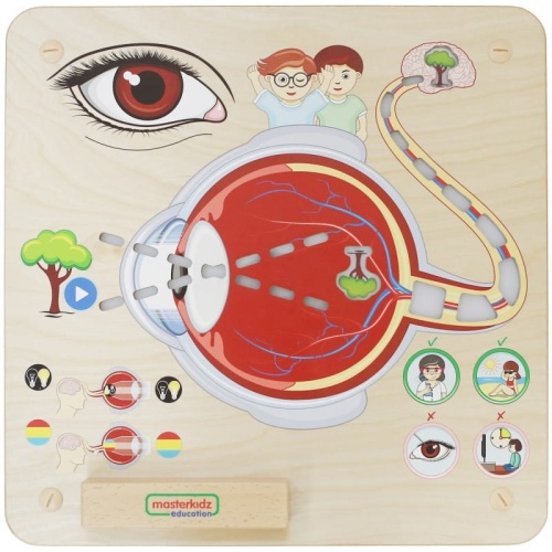MASTERKIDZ-Tablica-Edukacyjna-Zmysl-Wzroku